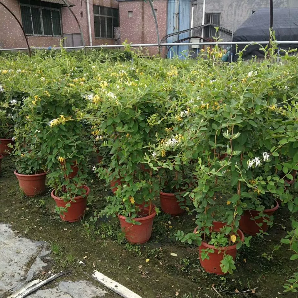 906 поставляет виноградную лозу жимолости длиной 1,2-2,5 метра