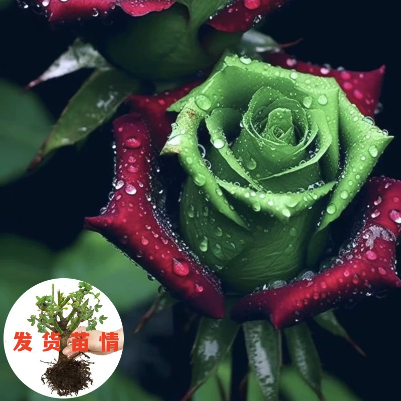 Шотландские красные и зеленые розы, старые сваи цветут четыре сезона