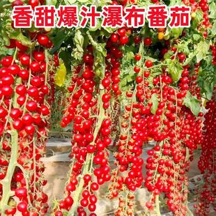 �ļ��ٲ�С���ѷN�� �}Ů���N���̨����ͥԺˮ�����ѷN�ӷN��