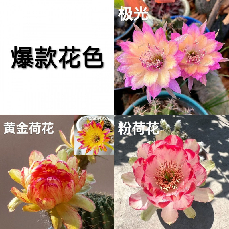 ●■【인기 폭발 디자인】 오로라 + 골드 연꽃 + 핑크 연꽃 - 랜덤 완구 1개 증정■●