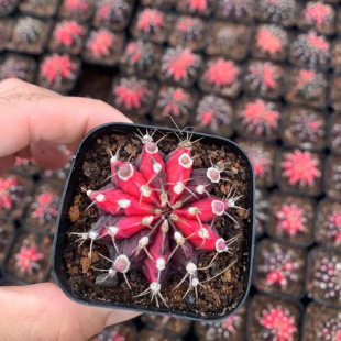 ����ֱ�����Ը���ĵ���_�����������ԾӼһ��ܾGֲ����ֲ�����B