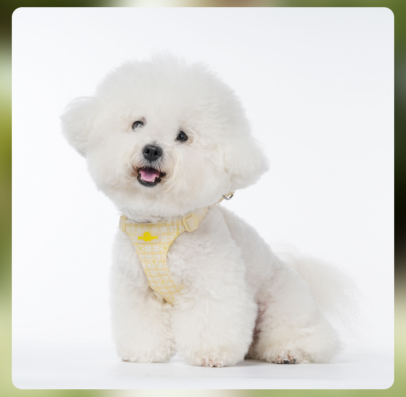 Daisy Geschirr Und Leinen Set Für Hunde Und Bichon Frise_voghion.com