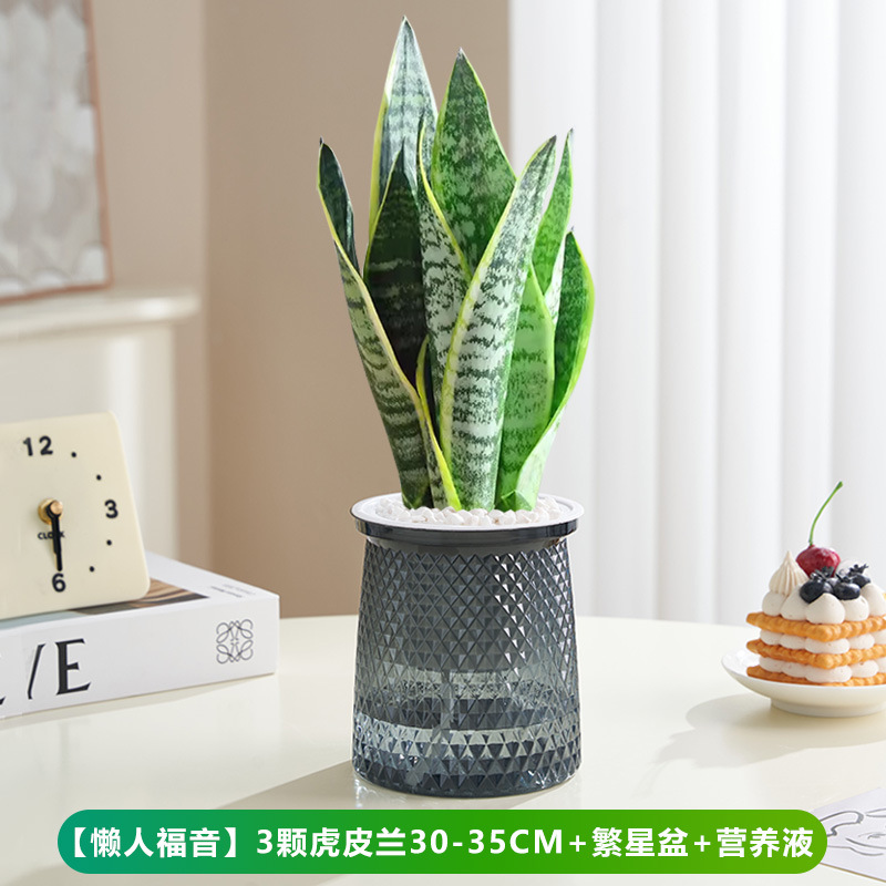 [게으른 분들을 위한 희소식] 호랑이 난초 30~35cm 3개 + 별이 빛나는 화분 + 영양액