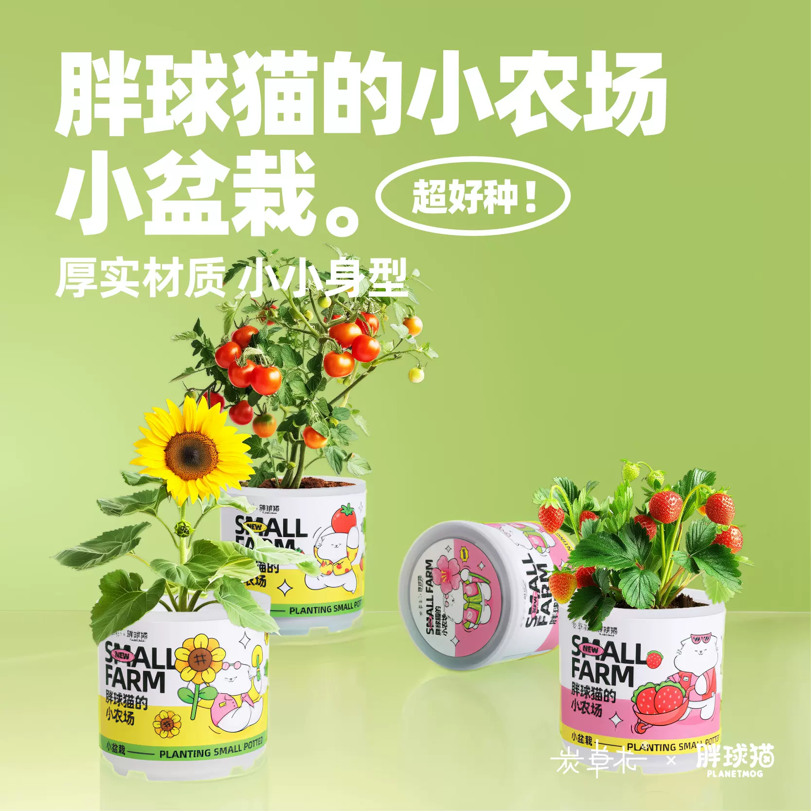 桌面绿植阳台小盆栽