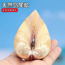 ��Ȼ����ؐ���Bβ��[���~���쾰�˱��ղ�