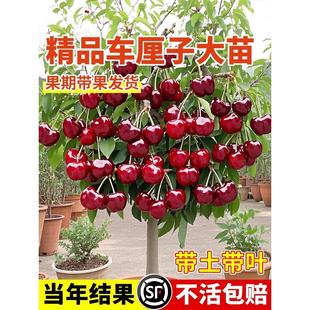 ����܇���Ә�����Ҙ��������ļ��̨�ϱ����Nֲ�ͺ������������