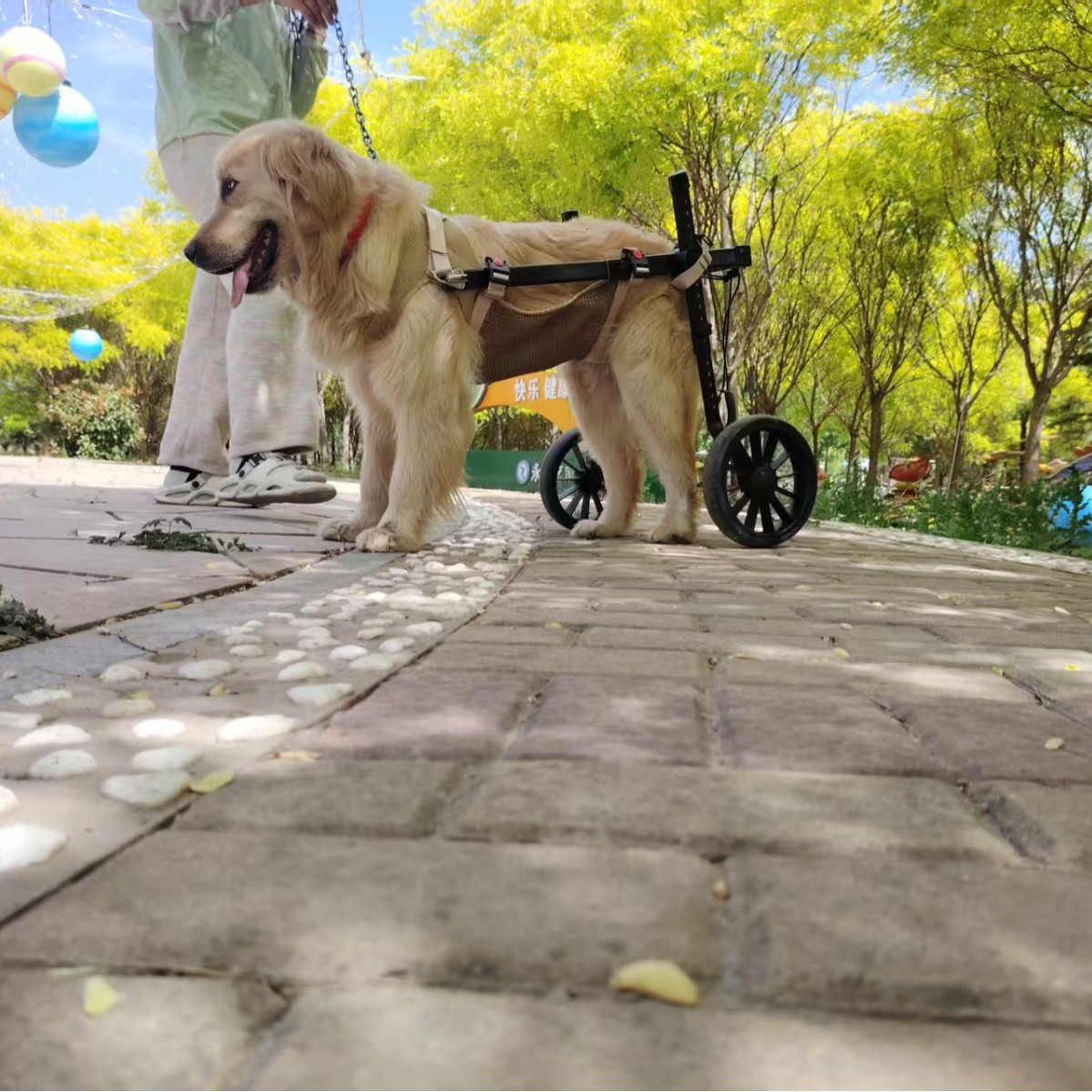 Silla de ruedas para perros, silla de ruedas para mascotas, piernas traseras, entrenamiento para perros discapacitados, perros mayores, perros de tamaño mediano, perros auxiliares para mascotas