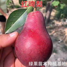 红啤梨树苗 红梨苗嫁接梨树苗 红啤梨果树果苗木南方北方种植