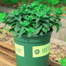 �������Կ�ʳ�����r�����~�������������������҃Ⱥ��Bֲ��