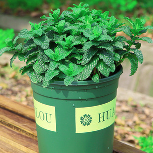 �������Կ�ʳ�����r�����~�������������������҃Ⱥ��Bֲ��