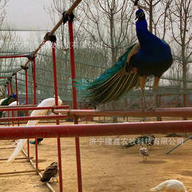 成年观赏蓝孔雀白孔雀 孔雀苗怎么饲养养殖方法技术 孔雀养殖场
