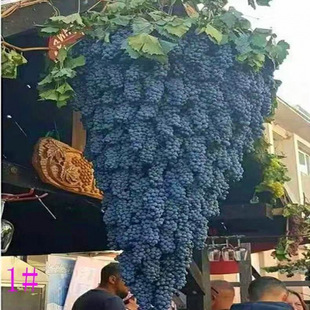 ��һ�����l�����ј�N�� �t���ӷN����ָ�޷��ĺ����������l