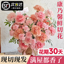 520单头红粉康乃馨多头玫瑰花云南鲜切花基地直发母亲情人节花束