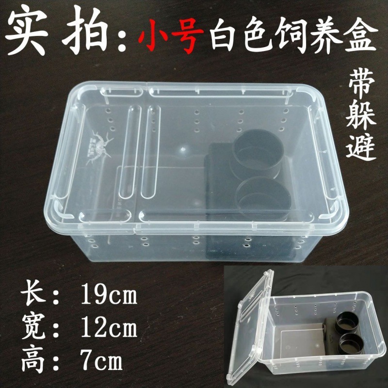 爬虫類、白翡翠カタツムリ、ホーンカエル、クモ、カマキリ、ヤドカリ、昆虫、特大、中型、小型、ミニ高透明飼育箱|undefined