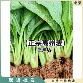 广东高州甜麦菜苦麦菜甜软口感带头带泥发四季可阳台绿植