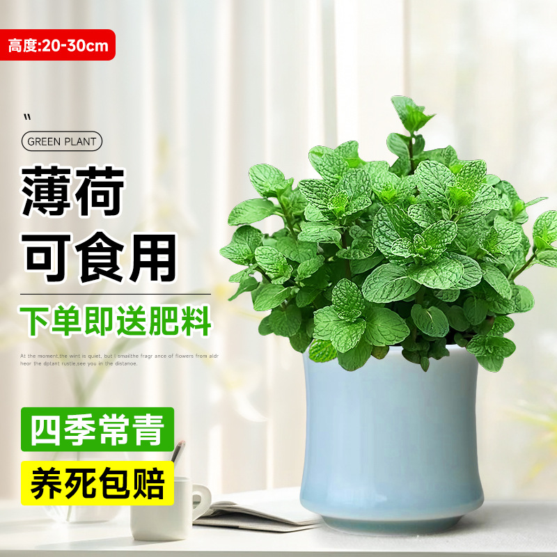食品級大盆薄荷【竹節開片蘭盆】
