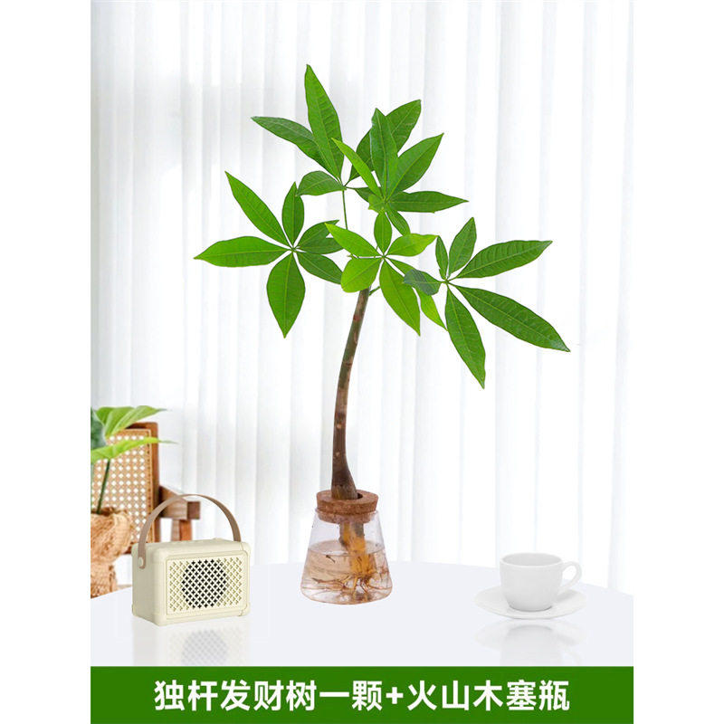 단일 가지 머니 트리 [화산 코르크 병 포함] 영양 용액 1 팩이 함께 제공됩니다.