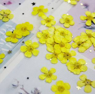 Buttercup Flower Dropping Glue Dried Flower Mobile Phone Shell DIY Material/Baffled Flower Embossed Bookmark Table Lamp Handmade Plant Specimen Face Sticker