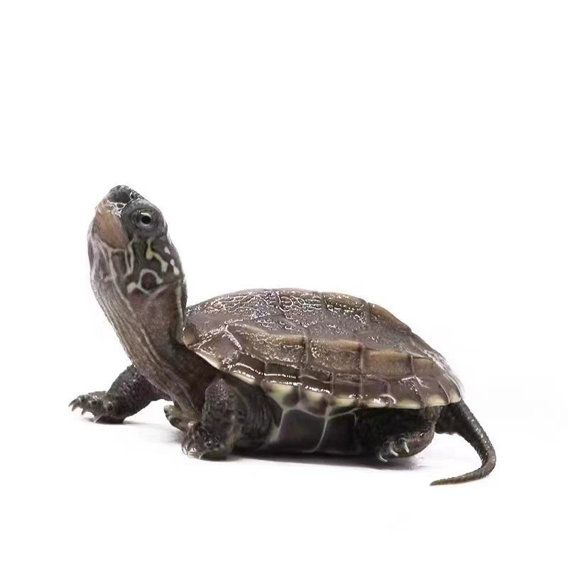 Черепухлая черепаха оптом и в розницу поколение волос