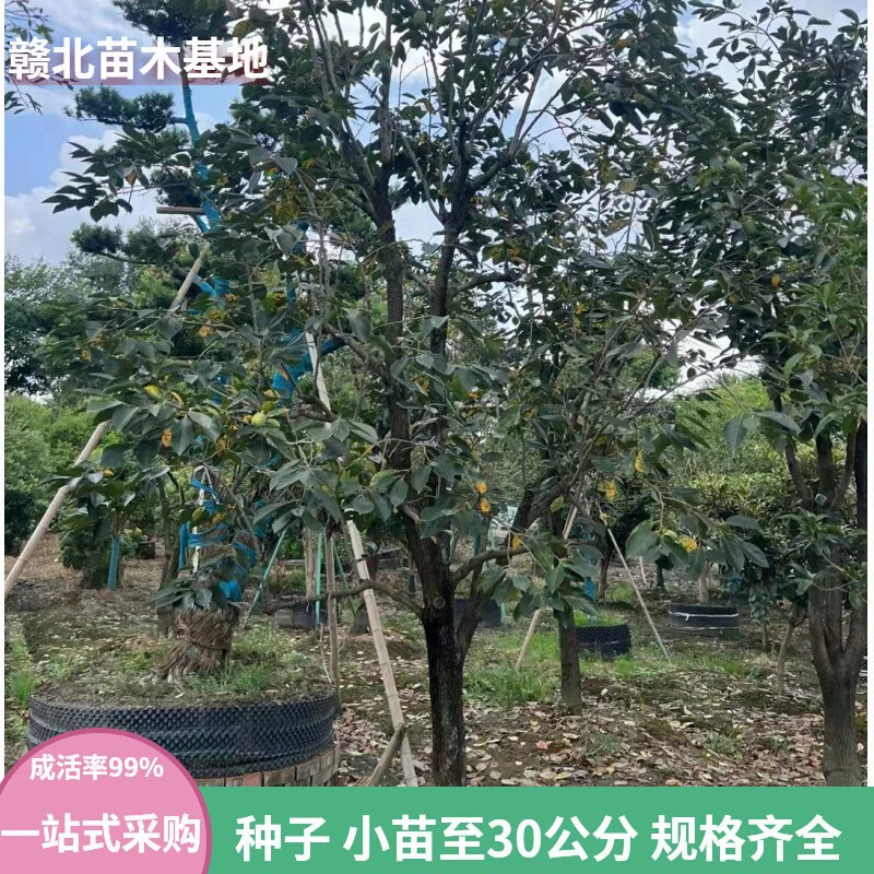 База производит и продаёт деревья хурмы, красные хурмы, красные хурмы, саженцы до 30cm веток.