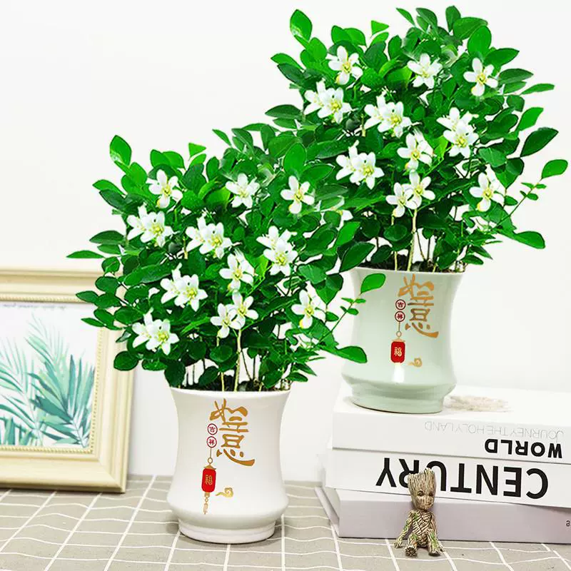Dajiu Li Xiang Тимьян Зеленое растение в горшке Цветок Крытый гостиная Плодоножка Четыре сезона Ароматный репеллент от комаров Легко выращивать.