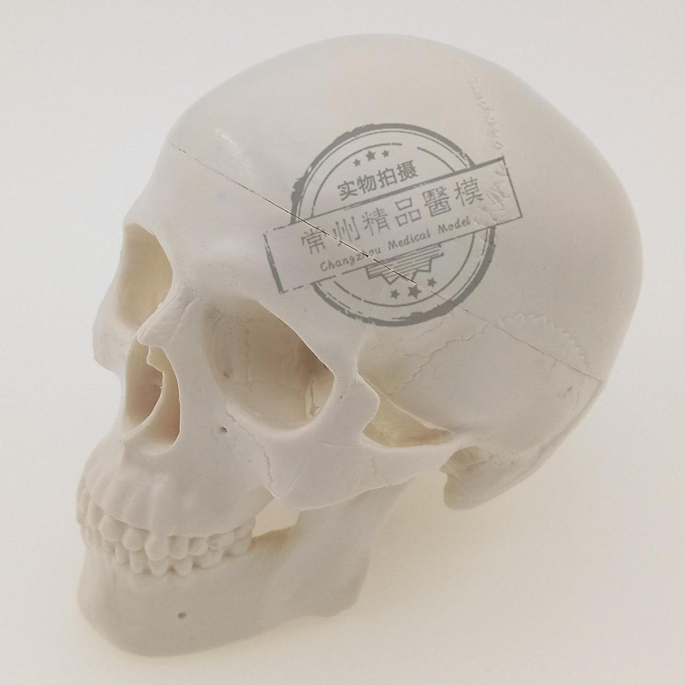 Small realistic physiological mannequin head