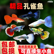 孔雀鱼天空蓝杂袍鱼小鱼苗下崽胎生凤尾鱼活体小型淡水热带观赏鱼