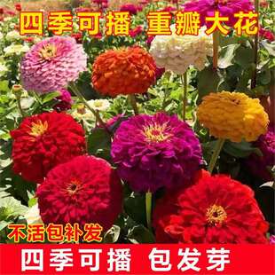 ���ղݰ��U���N���ذ���ļ��_��ͥԺ���ⲥ�N�׻���ղݻ��N��