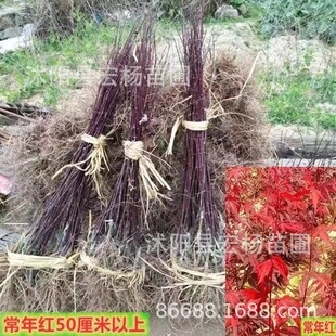 �t��С�糣��tС�������t�t���ձ��t���Ї��t���t�����Ե�����