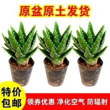 家里盆栽植物桌上绿植盘景适合放卧室的易养活办公室芦荟花卉室内