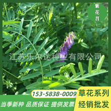果园绿肥种子光叶紫花苕种籽长柔毛野豌豆毛苕子种子养蜂蜜源植物