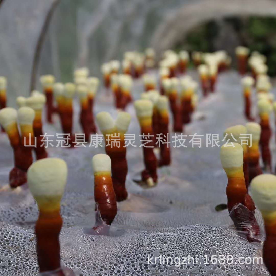 批发食用菌菌种 灵芝菌种 灵芝菌袋 灵芝菌棒菌包 供应食用菌菌棒