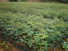 工地施工材料;竹木藤苇干草;竹类植物