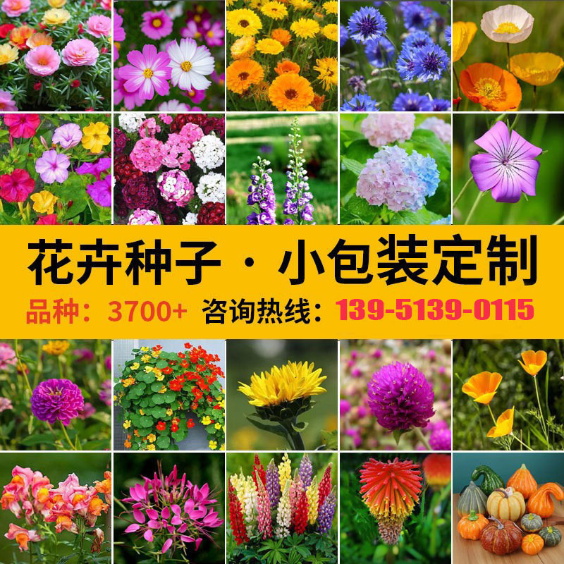 【跨境供货】家用种子小包装组合代发四季通用易种家庭园艺花种子