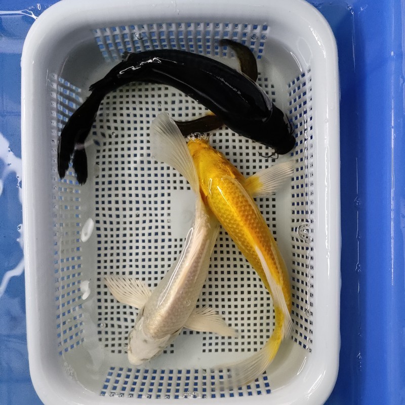 a9c6c9fc-9f78-42f3-ab54-80948bd58b4a.jpe