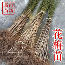 园林果树;乔木;灌木