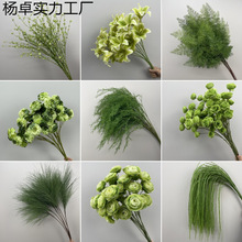 Gɫϵֲ쾰MȼɭϵٻĻYYb