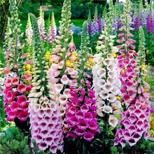 ëSNӶͺܴﲥ׻ͥԺNѵR