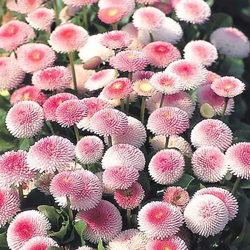 Маленькие ромашки живут в сети, когда видят почву. Картамус семена цветов Four Seasons цветущие балконные Цветы Семена в горшках семена