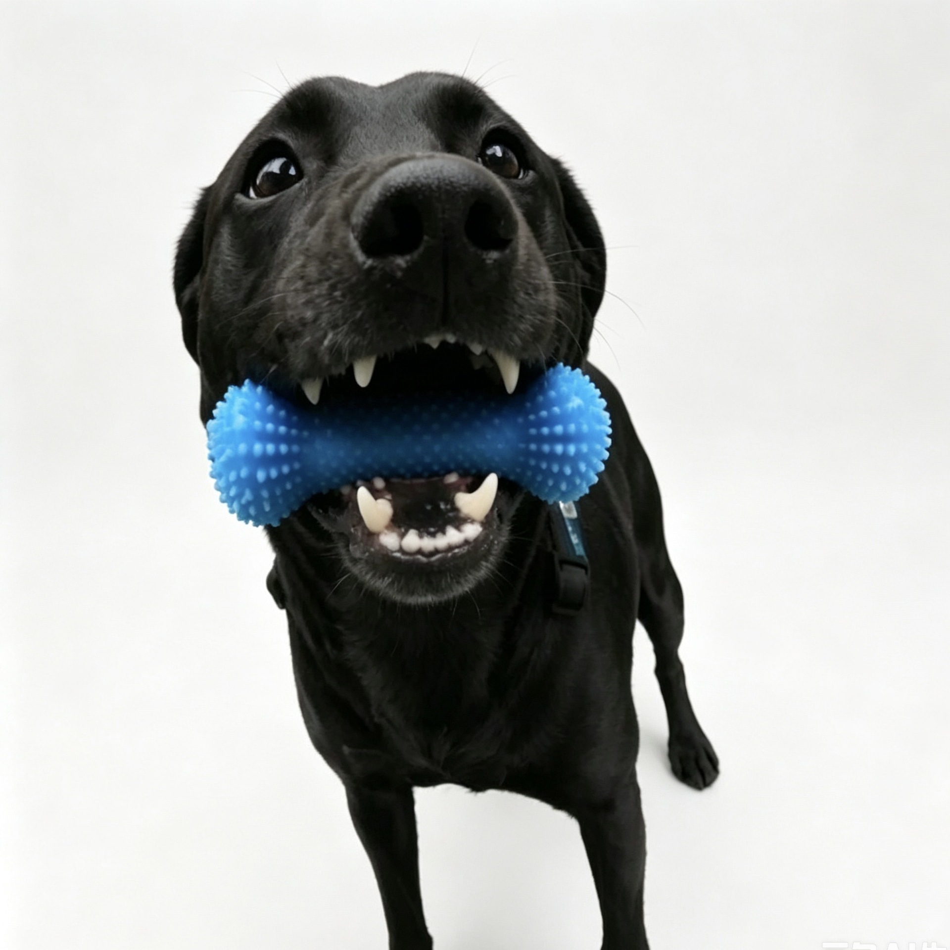 Cross-Border Dog Toys, Pet Teeth Cleaning Tools, Dog Anti-Cavity Tools, Anti-Bad Breath Tools, Interactive Tools for Pets