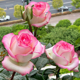 Dropshipping Zhumiliya Elsa Rose Seedlings Potted Rose Seedlings Balcony Courtyard Four-Season Flower Plants
