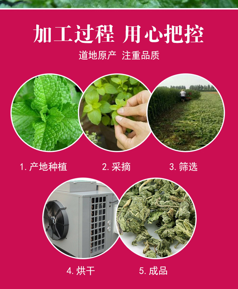 Mint Leaf Tea (Mentha haplocalyx) — Low-Temperature Dried Loose Mint Leaves, 75g Jar preparation