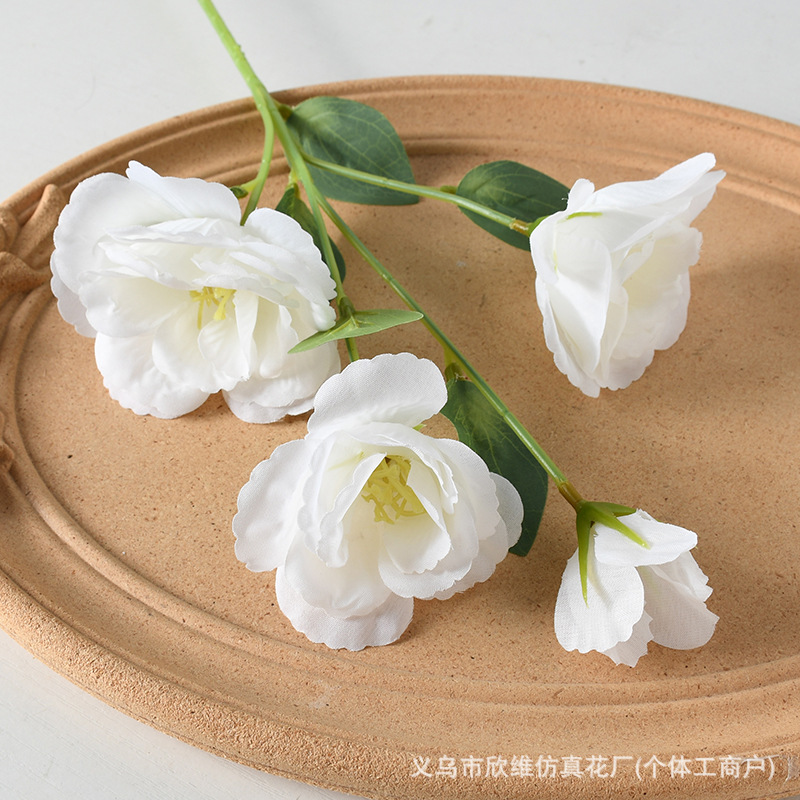 洋桔梗白色