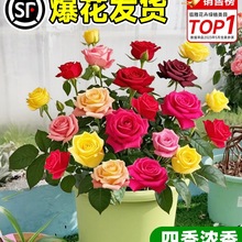云南混色玫瑰花盆栽四季开花树苗老桩巨型特大花带花苞月季花卉苗