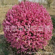 耐寒丛生重瓣重瓣榆叶梅 红叶榆叶梅球 小桃红绿篱树苗产地