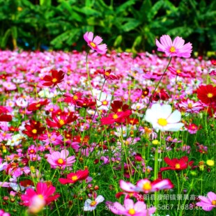 ���lҰ���M�ϷN�ӻ������÷N�Ӿ��^�����ļ����G�����̲ݾհ��ղ�