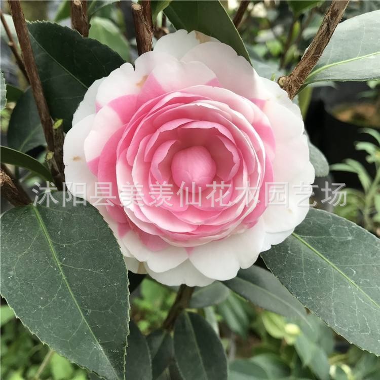 Las plantas en macetas de semillas de camelia se pueden sembrar en cuatro estaciones, 24 colores opcionales, 5 rosas Sai