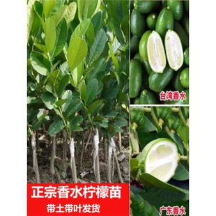 ���ʘ����������ˮ������玧����ָ�͏d�҃ȾGֲ���Ϙ��ļ��V�|