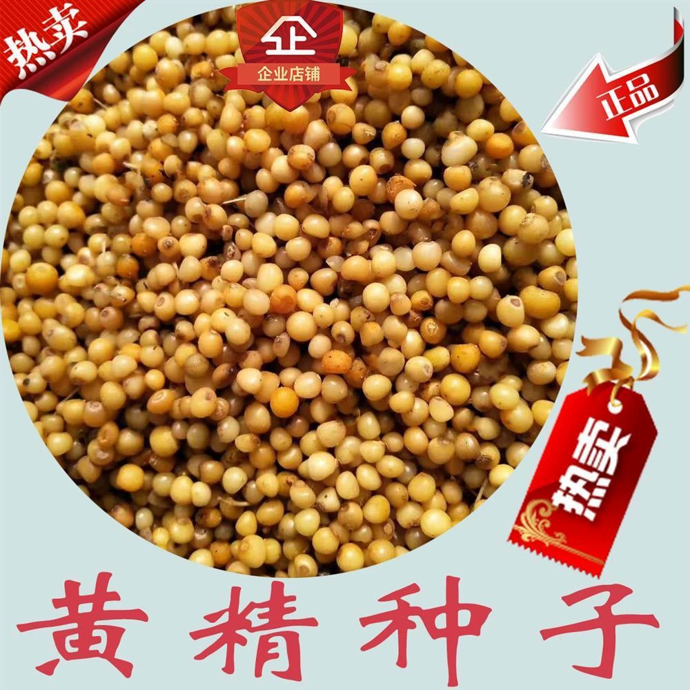 Высококачественные семена полигонатума оптом, методы выращивания и рассадопосадки семян полигонатума, оптовая продажа рассады