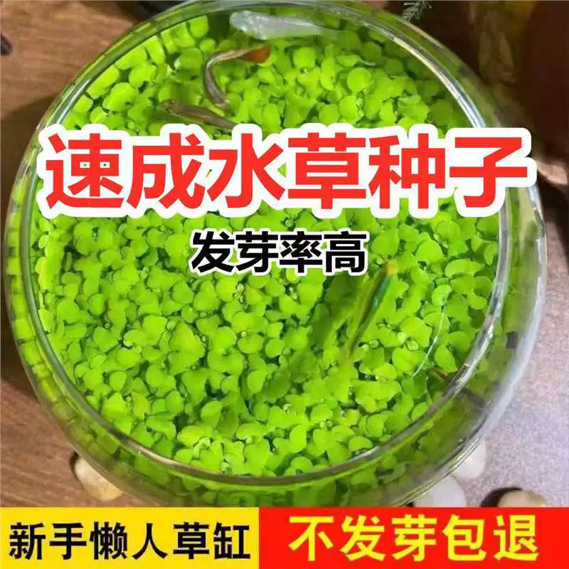 [水草种子水族生态增氧造景水族四季种植鱼缸小型家用小对叶]